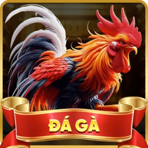 Đá gà TF88
